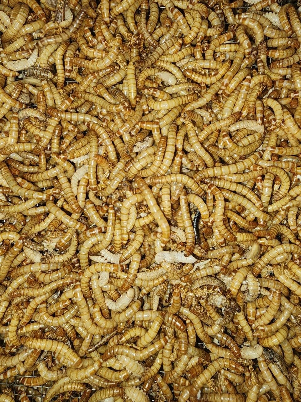 100 PIECE Live Mealworms for Reptiles, Birds and Fish Food, Premium Grade Fresh Live Feeder Insects, Natural Pet Food Supplem