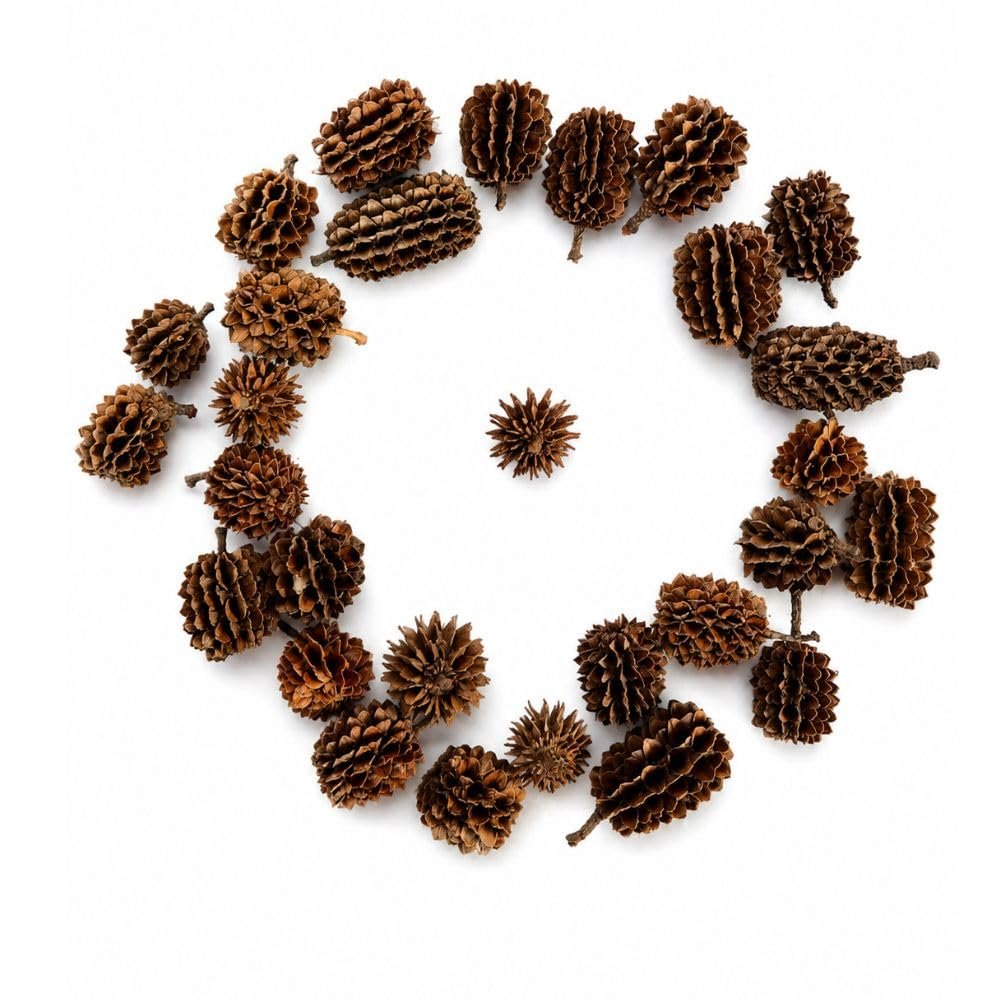 Aqua Vriksha Premium Casuarina Pods – Natural Aquarium Botanicals for Betta Fish, Shrimp & Aquascaping | Dried Pods for Black