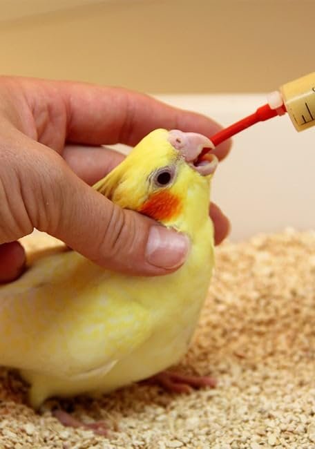 Birds Imported Handfeeding Tube for Parakeets, Parrots, Cockatiels, Macaws, and All Exotic Birds (Only Tube) 12 Inches, Conne