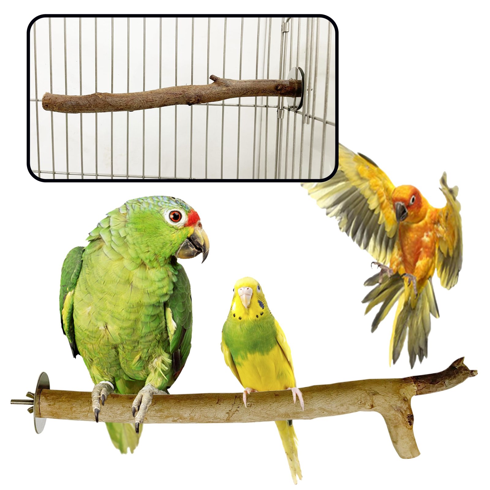 CONGO® - NATURAL PARROT TREAT 100% Natural Eucalyptus 7" to 9" inch Perch (Neelgiri Wood) for Siting & Playing for Budgies, L
