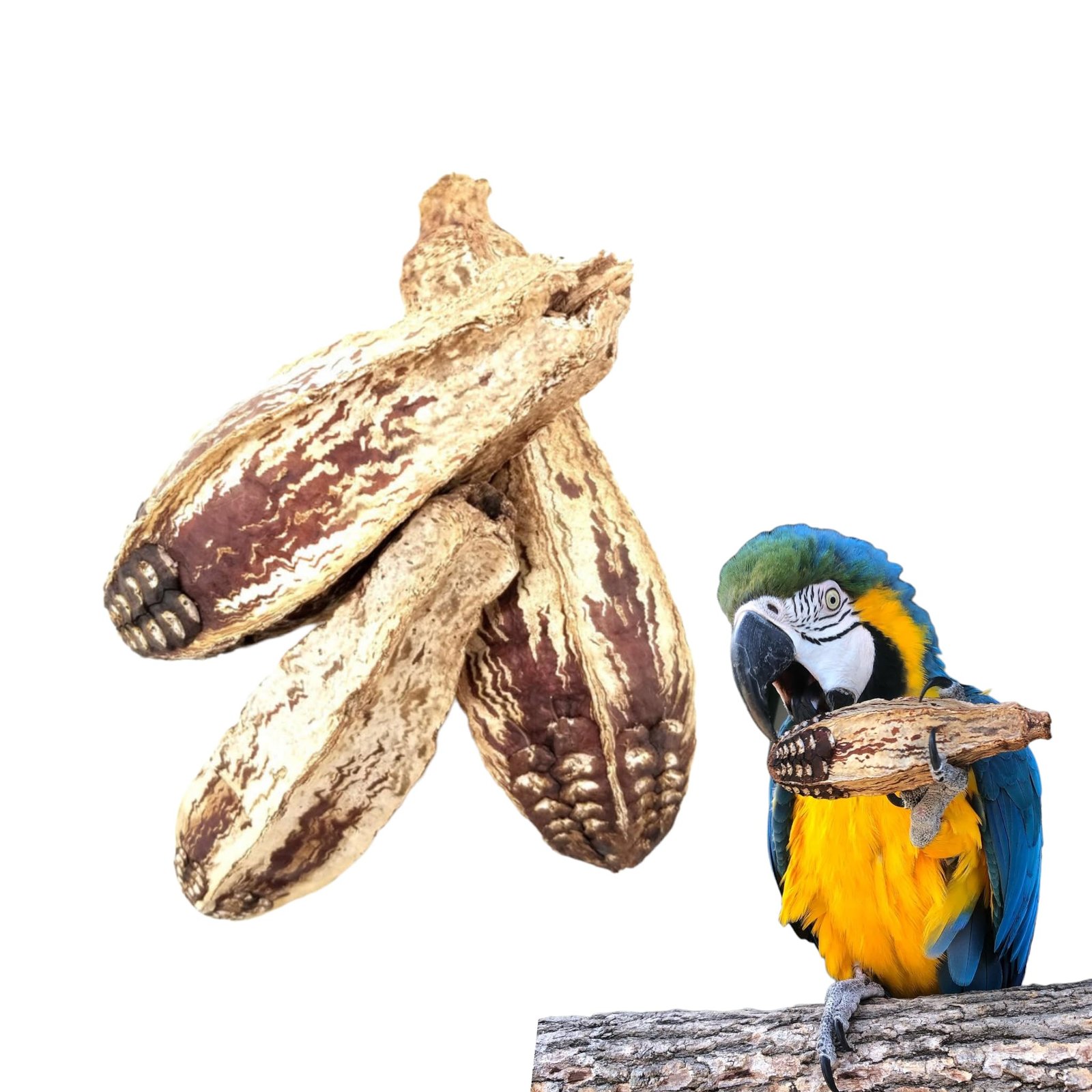 JOYNAGAR 10-Piece Natural Dried Natural Mahogany Pods Bird Toys for All Birds - Wooden Parrot Toys for Beak Health and Avian