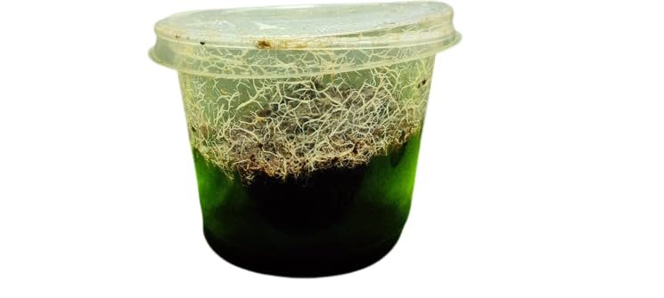 Live Grindal Worms Culture Kit with Container, Cultivation Set for Fish Food