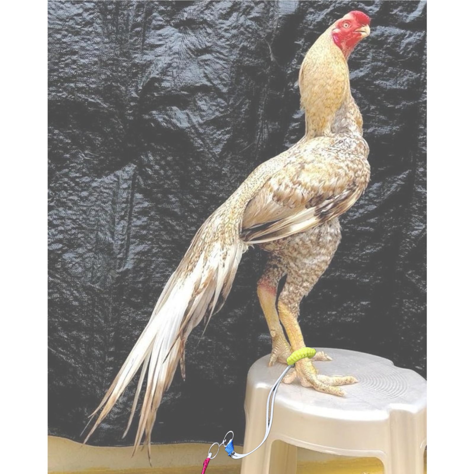 Mahiyash Rooster Leash - Aseel Fighter & Chicken Leg Nylon Rope (Long, Rotating) Set of 3 (Multicolour)