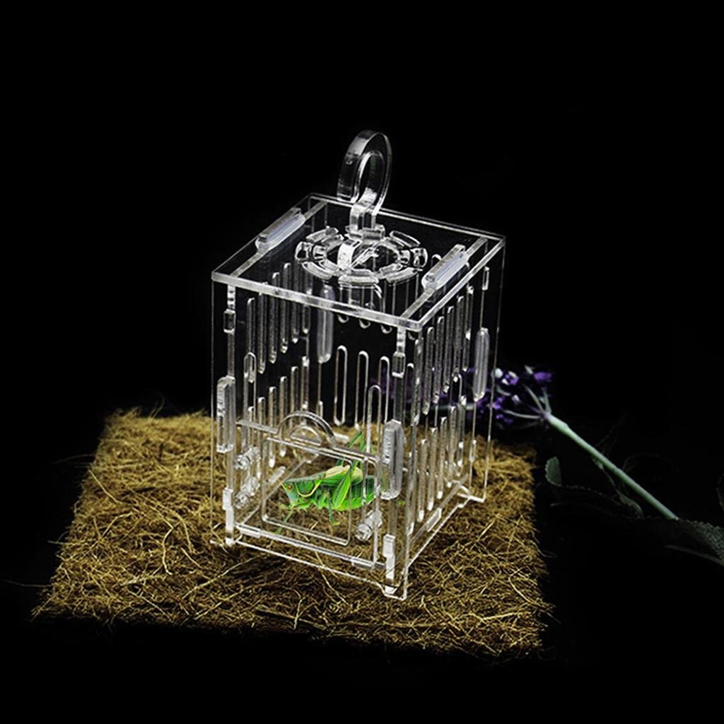 MYADDICTION Spider Insect Cricket Tank Vivarium Cage Box Clear Acrylic Terrarium S