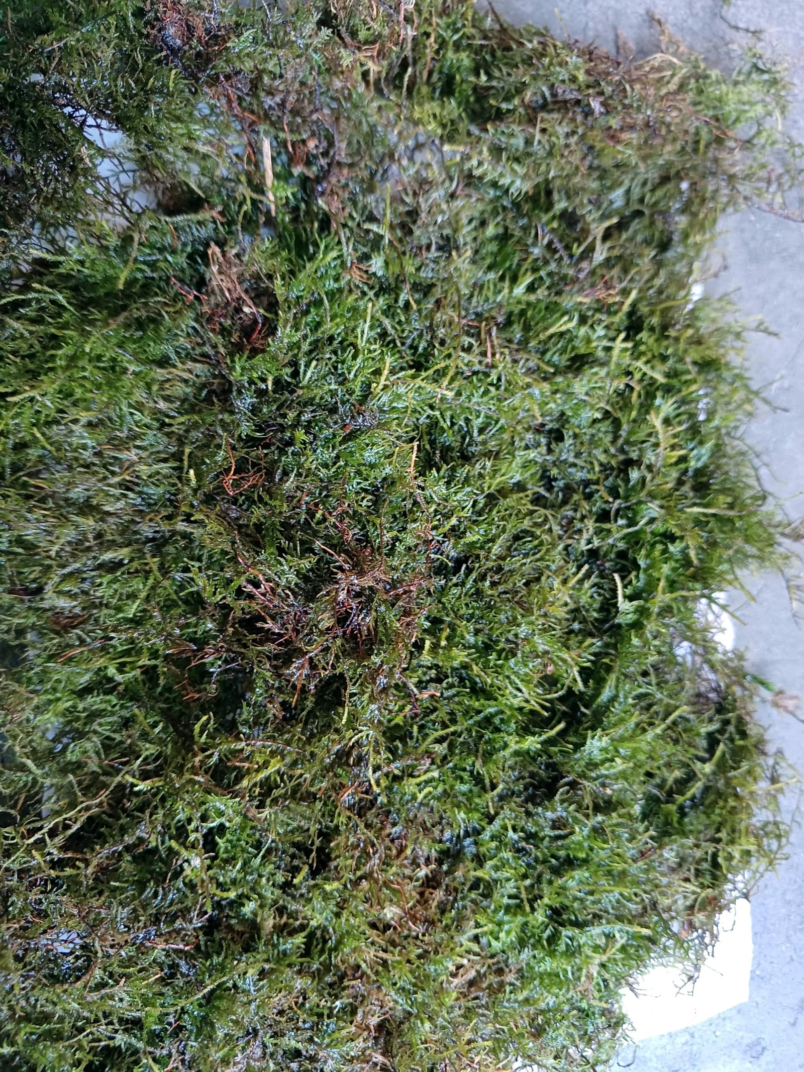 Natural Live Sheet Moss for terrarium (Size 12 x 12 inch)