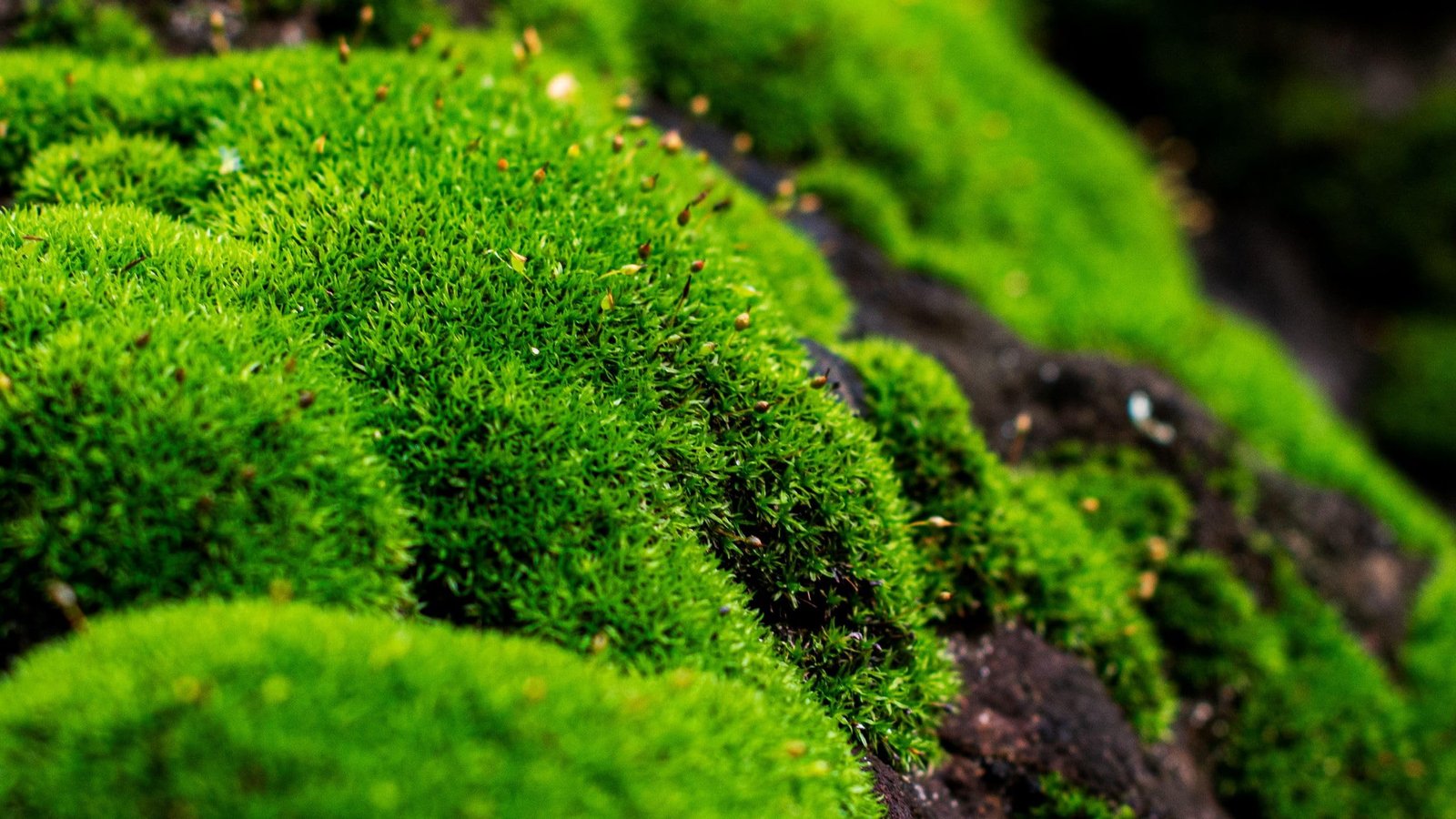 Nature Design India Hill Moss, Live Terrarium Moss, Green,2x2inch Pack, Slow Growing, Medium Light, Indoor Use