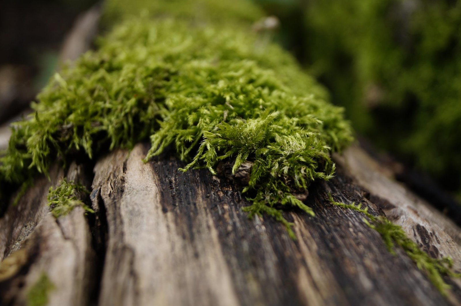 NDI Terrarium Moss, Parrot Green Creeping Wood Moss, 2x2 Inch Patch for High Humidity Terrariums