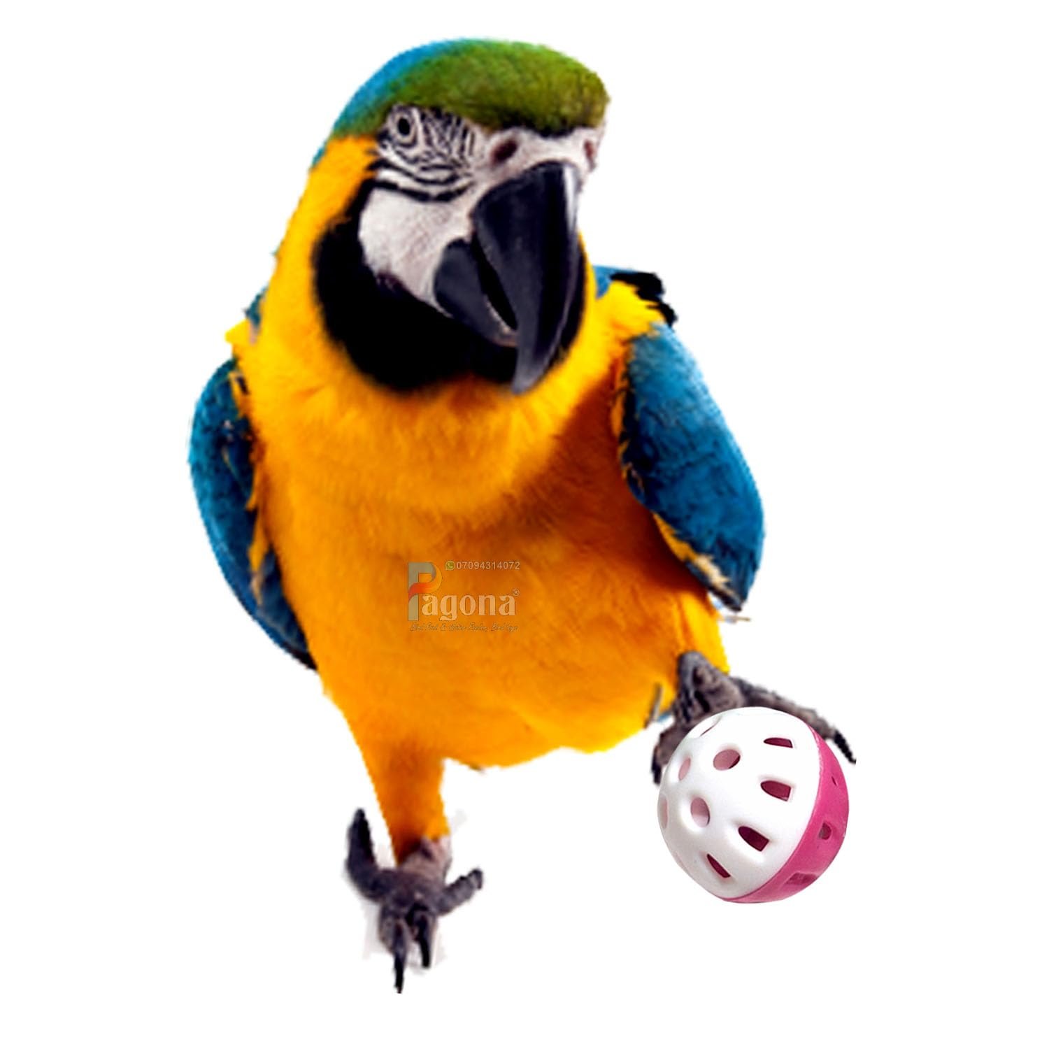 Pagona Bird Bell Ball Bird Toy for Parakeet, Cockatiel, Love Birds, Budgies, Parrots and Smal or Medium Size Birds. (1.75inch
