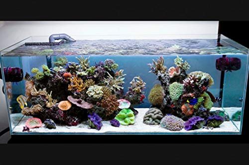 Parko 15 Litre Fish Tank Small Aquarium(Aquarium Tank Only) (Colour May Vary)(9x9x12 Inches) (Rust Resistant)