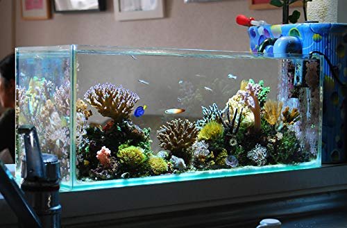 Parko Home Decoration Turtle Aquarium Tank Beautiful Fashion Clear Glass Mini Fish Tank Aqua Habitat Aquarium Tank Only Rust