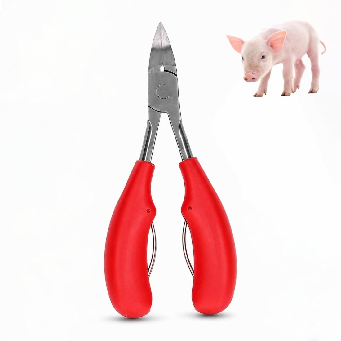 Pig Teeth Cutter for Piglets & Rabbits | Precision Tooth Cutter Scissors for Small Animals | Durable Stainless Steel Dental T