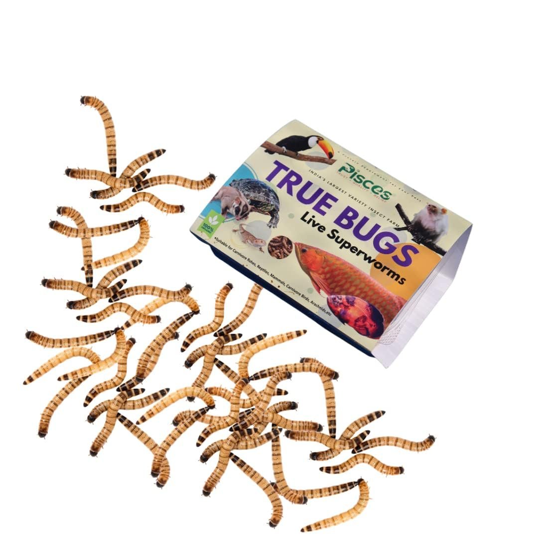 PISCES True Bugs Live Superworms 100 Pcs | Hight Protein Treat Food with Natural Supplement for All Life Stages Aquarium Fish