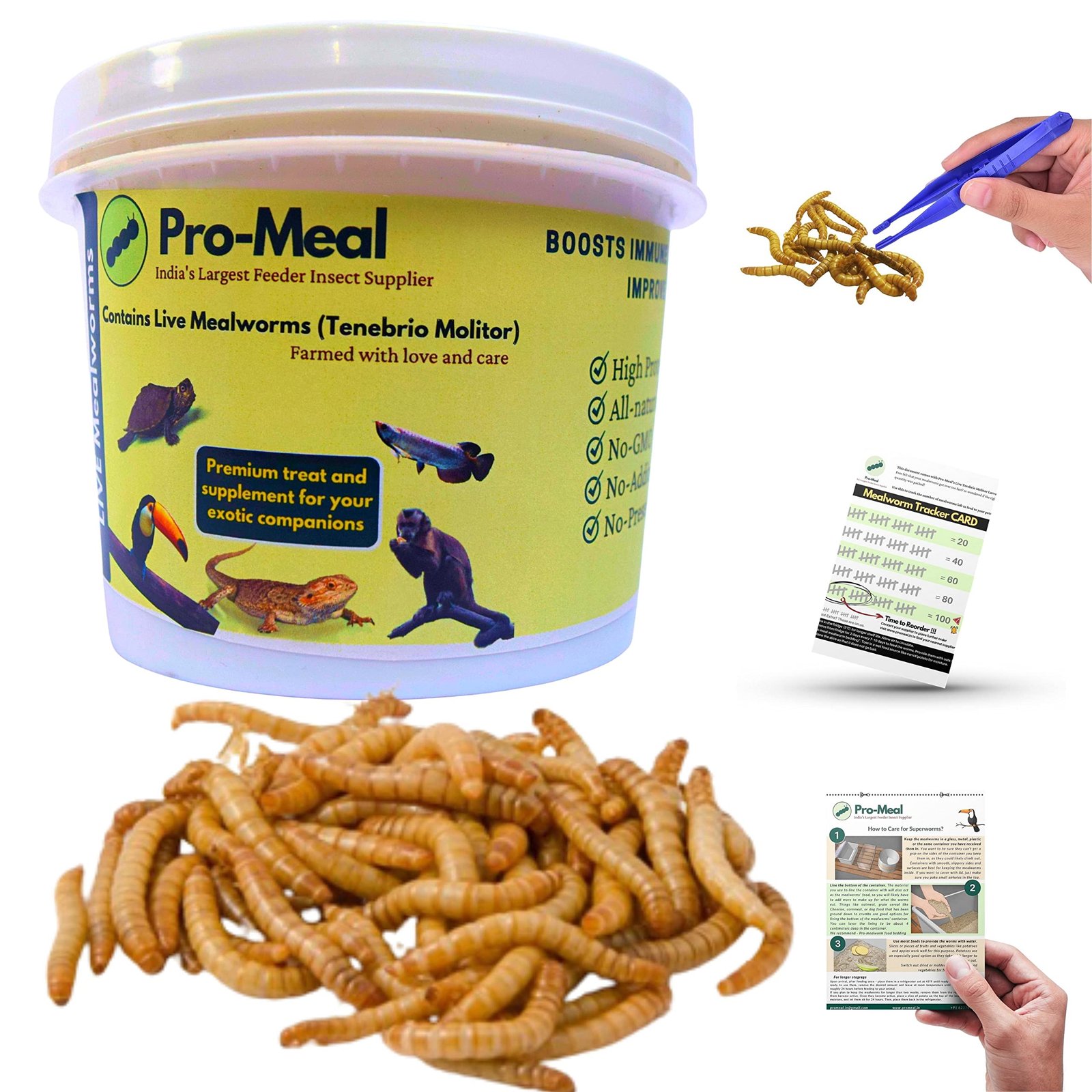 Promeal Larvae Live Mealworms High Protein Treat Food for Aquarium Fishes Like Flowerhorn, Arowana, and Birds, Reptiles, Monk
