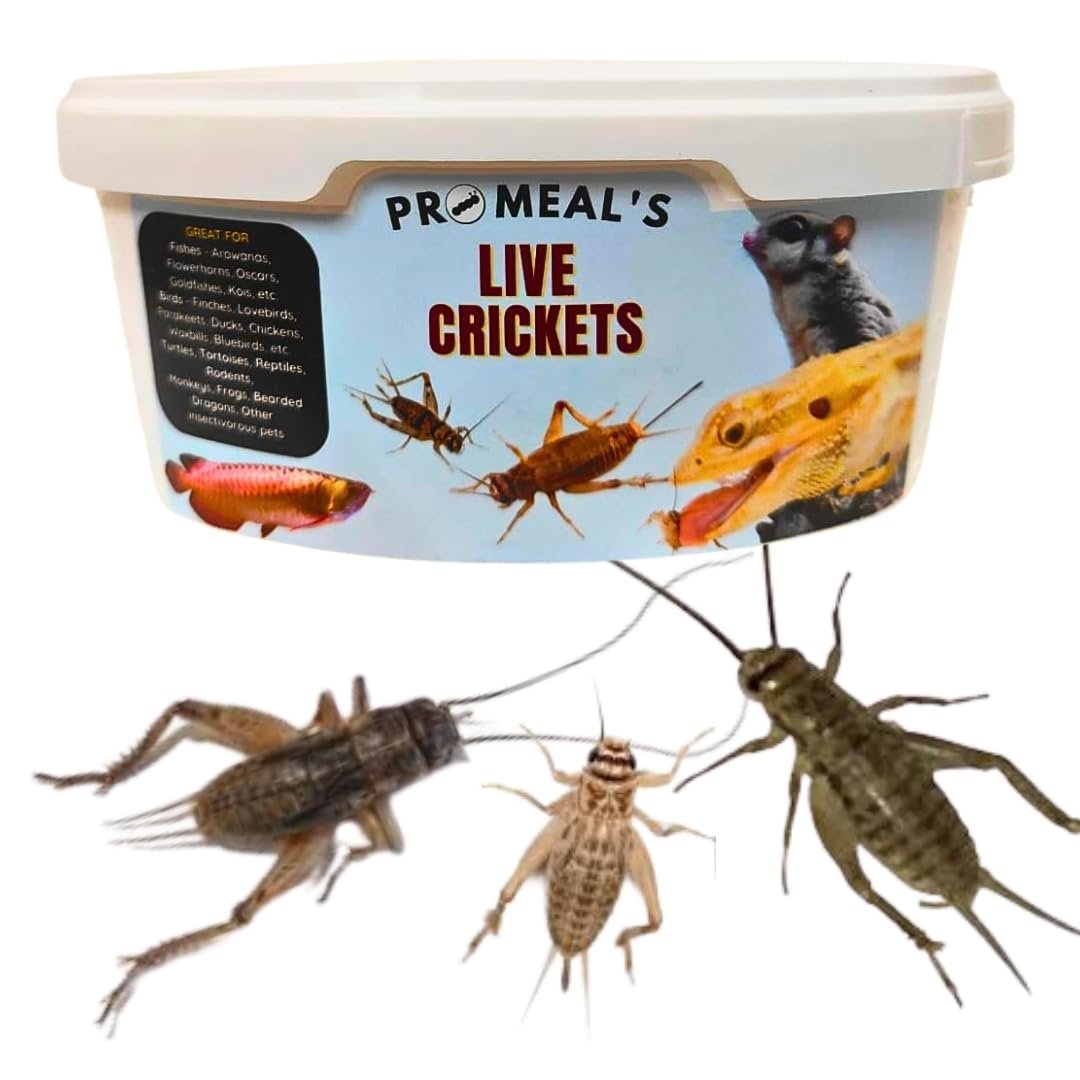 Promeal Live Crickets (Large Size) Feeder Insects for Reptiles, Amphibians, Birds, and Arachnids - High Protein, Nutritious,