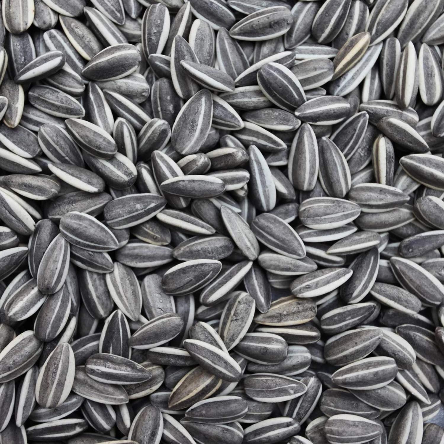 Sage Square Sunflower Seeds Birds Food for Grey Parrot | Premium All Life Stages Bird Food for Indian Parrots, Macaw, Cockato
