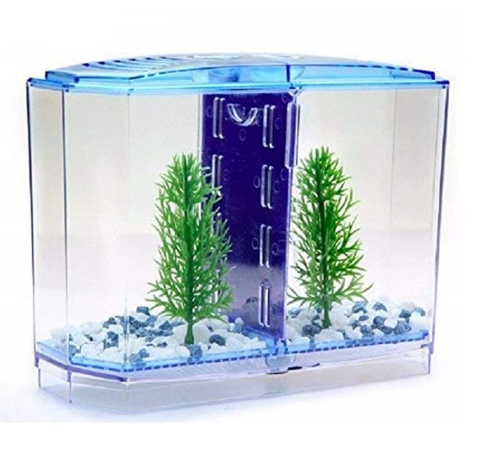 Sansefero Betta Tank (Double Betta)