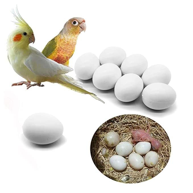 Supreme Fake Eggs [5nos] for Small Conures, Cockatiels, Rosellas, Lorry, Lorikeets, Ringneck, Quaker and Other Parakeets. Dum