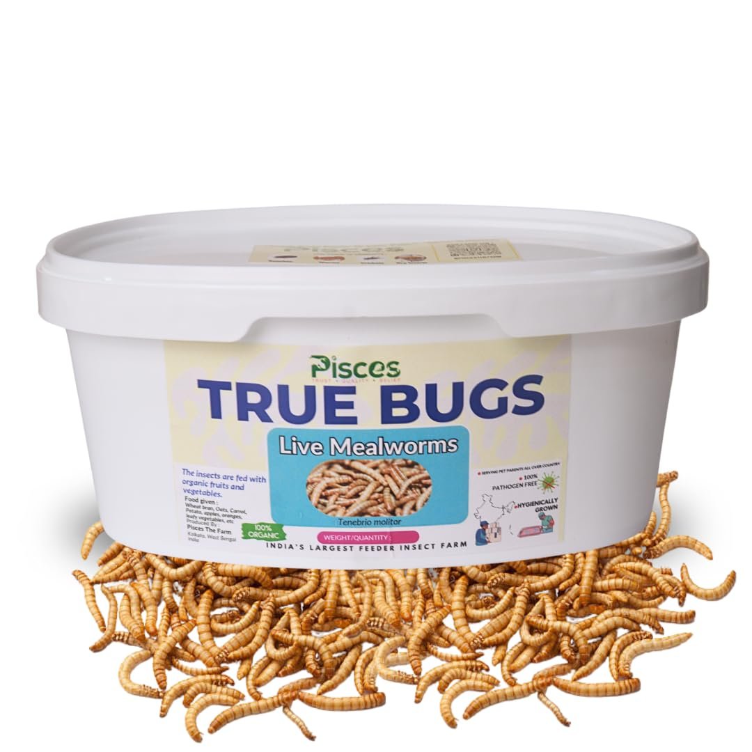 True Bugs Live Larvae MEALWORMS 250 pcs | High Protien Treat Food with Natural Supplement for All Life Stages Aquarium Fish L