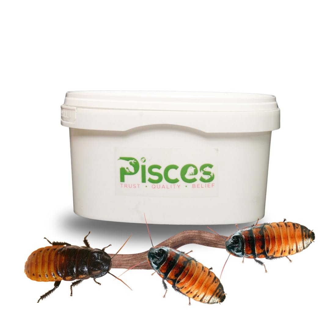 TrueBugs Live Madagascar Hissing Roach Nymph (3 Juveniles) | Live Feeder & Exotic Pet Insects | Small Size | Healthy Live Roa