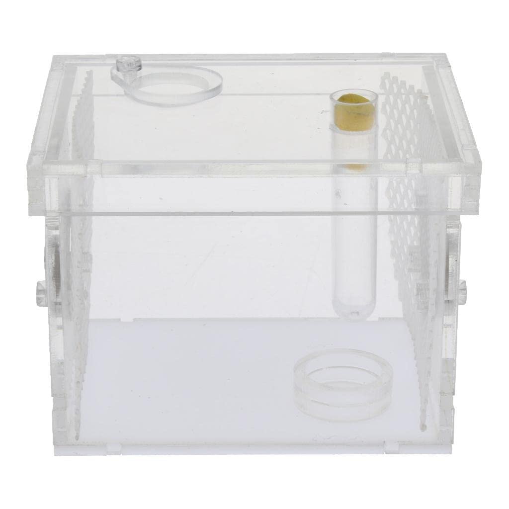 UJEAVETTE Small Reptiles Feed Box for Mantis, Centipede, Spider, etc S