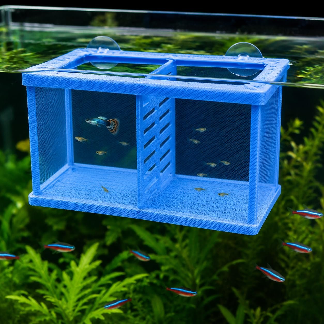 VAYINATO FL-02 Aquarium Fish Breeding Box | Floating Fish Hatchery Net Box with Isolation Chamber | Breeder Box for Guppy, Be