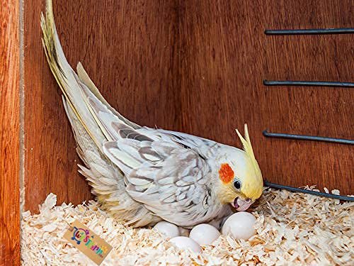 Western Era Natural Wood Shaving Nesting Material for Birds (100grm)