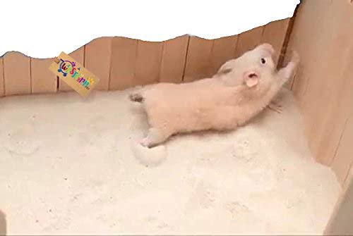 Western Era Sand Bath for Hamster, Gerbill (200grm) (Strawberry)